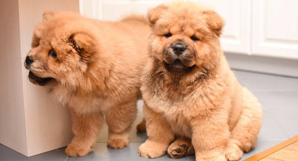 Chow Chow Puppy For Sale In Italy