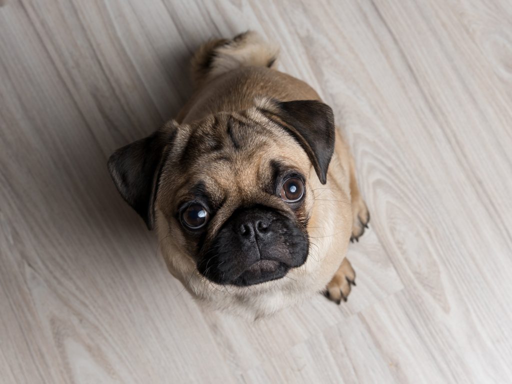 What Should Be Taken Into Consideration Before You Bring A Dog Home To Your Apartment