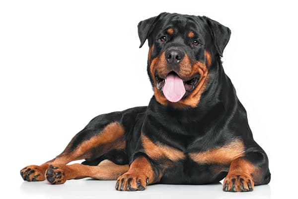 Where Rottweilers Came From