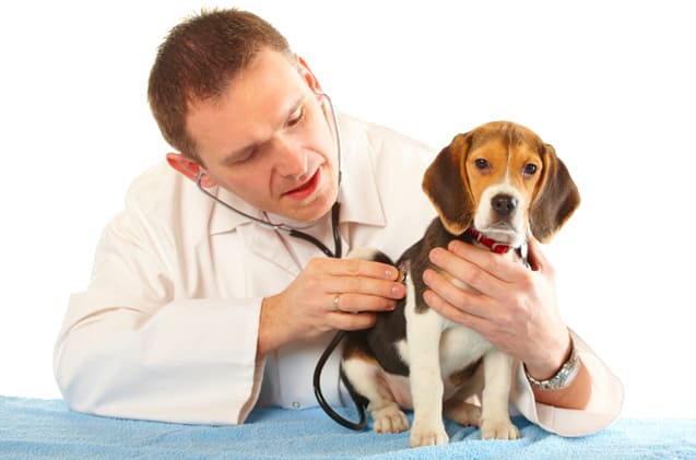 beagle with vet