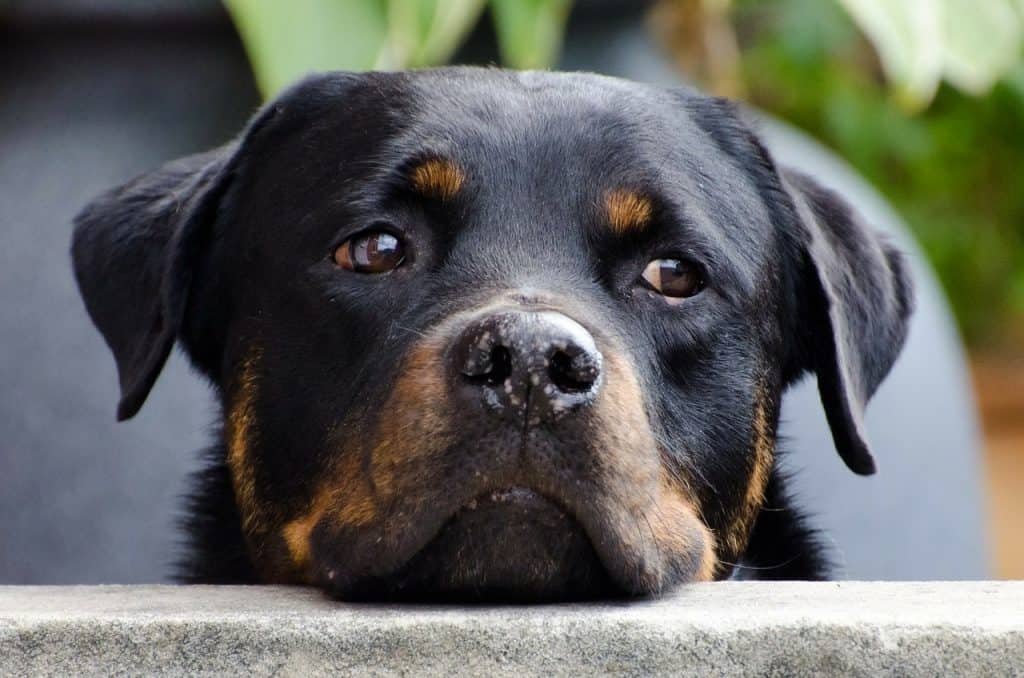 list of diseases that a Rottweiler is likely to have