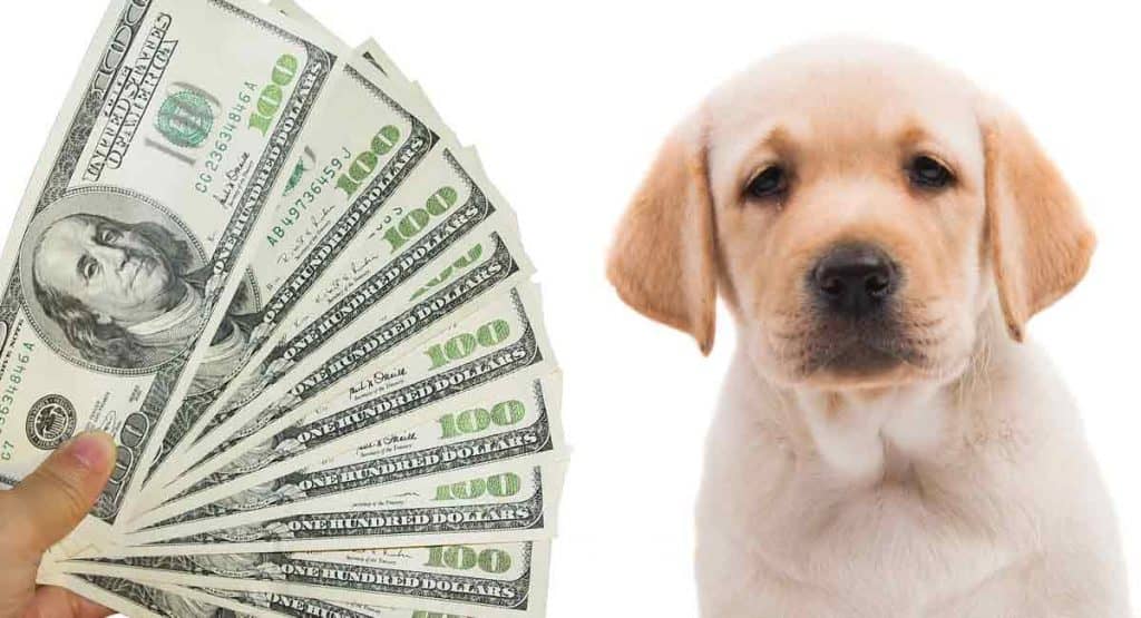 average dog expenses per month
