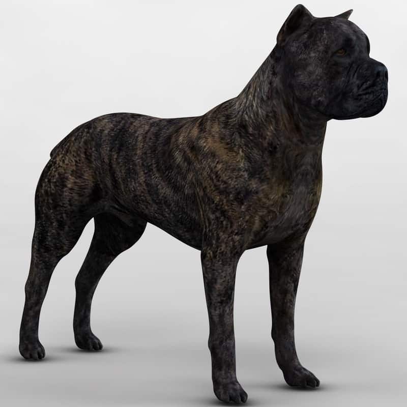 Cane Corso Dog Breed Information Complete Guide