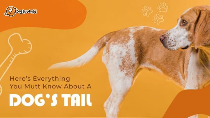 Dog in a orange background looking back at his tail