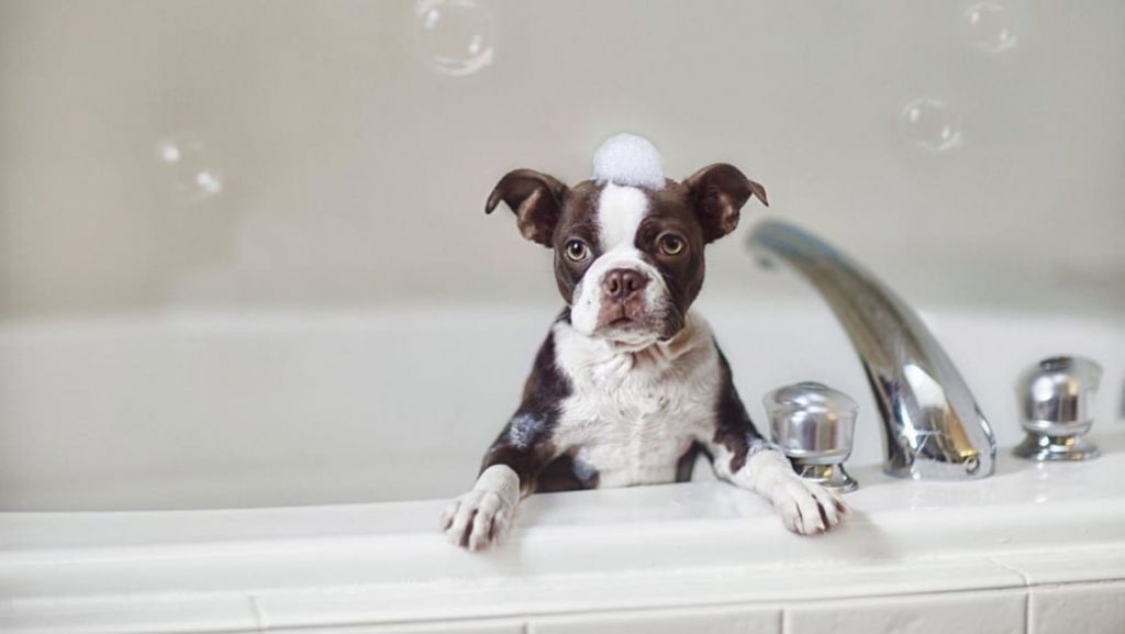 Dog Bath Water Temperature