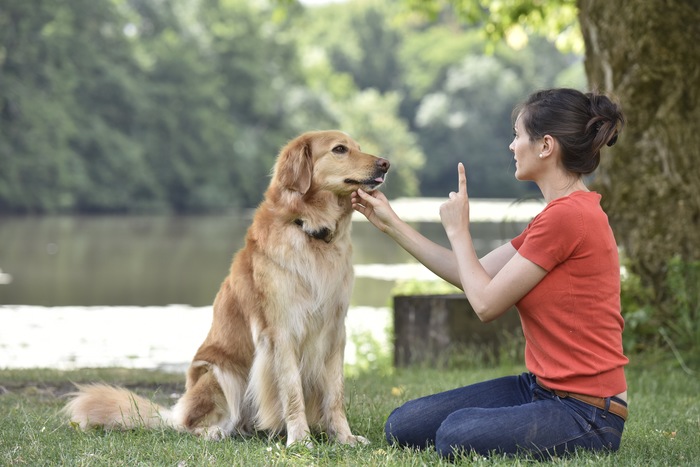 Dog Obedience Training [Step by Step Complete Guide]