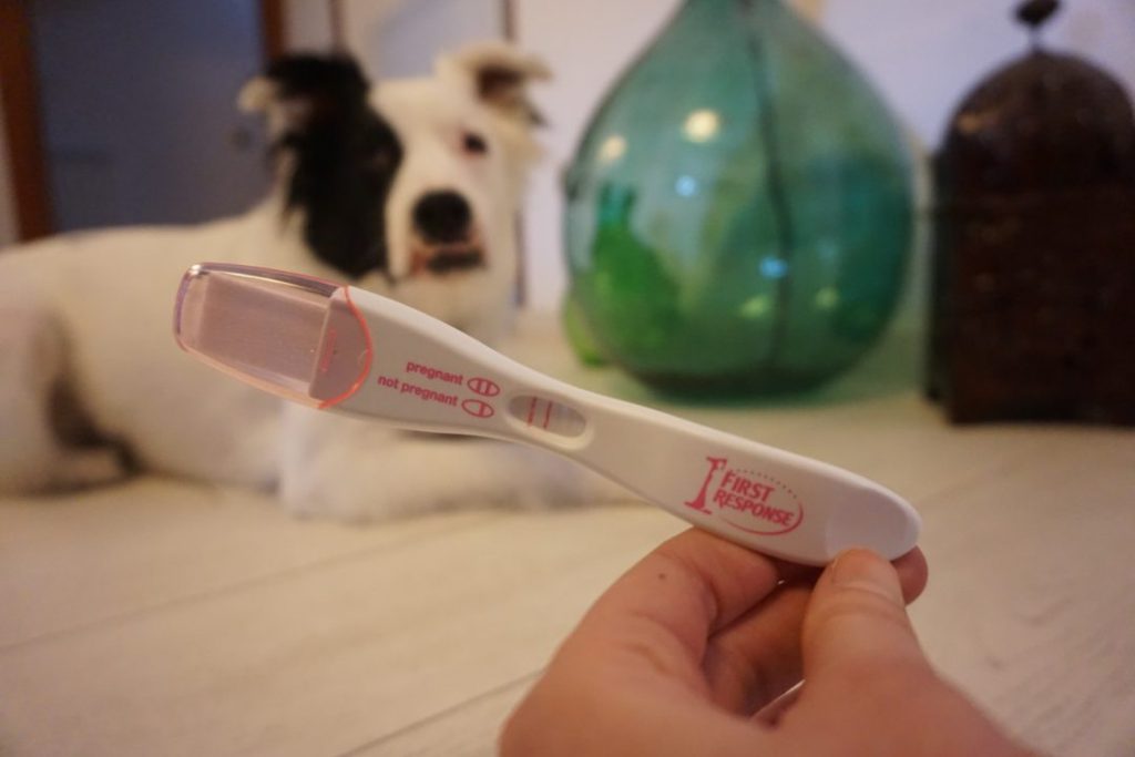 Dog Pregnancy Test