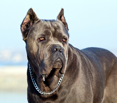 Cane Corso Weight Chart Pounds