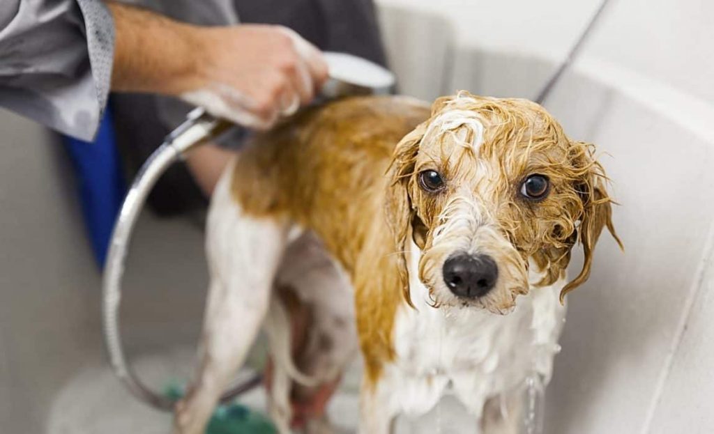 How To Bathe A Dog At Home