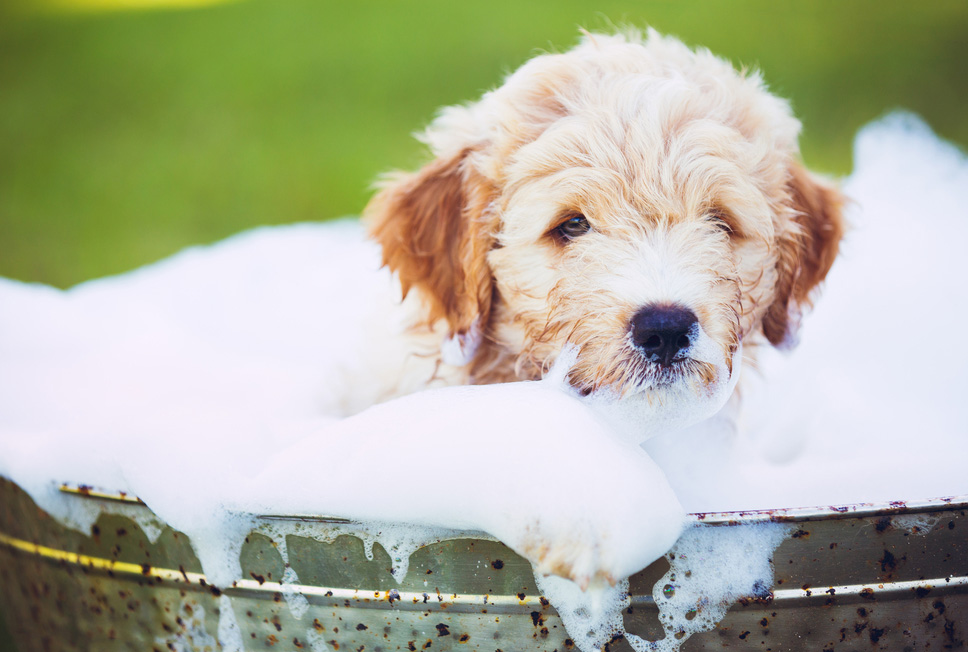 How To Bathe A Dog Outside