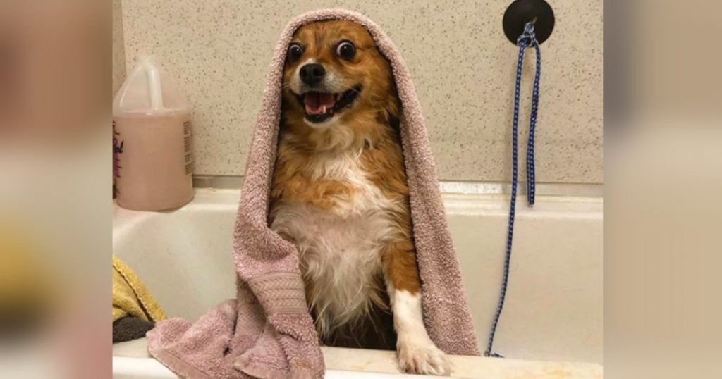 How To Give A Dog A Bath That Hates Bath