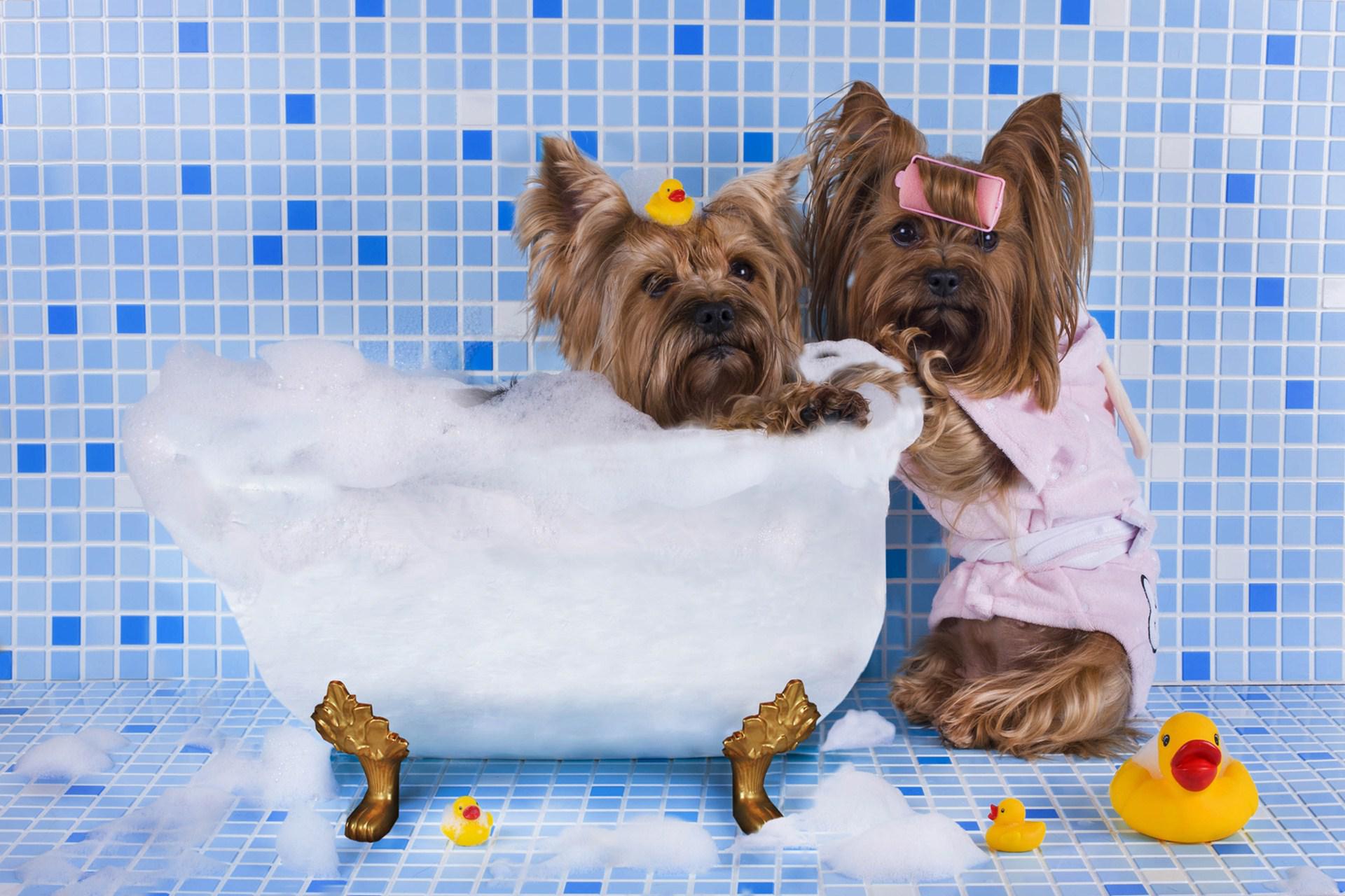 Кошечки собачки мыло. Собака в ванной. Йорк в ванной. Купание собаки в ванной. Мытье собаки.