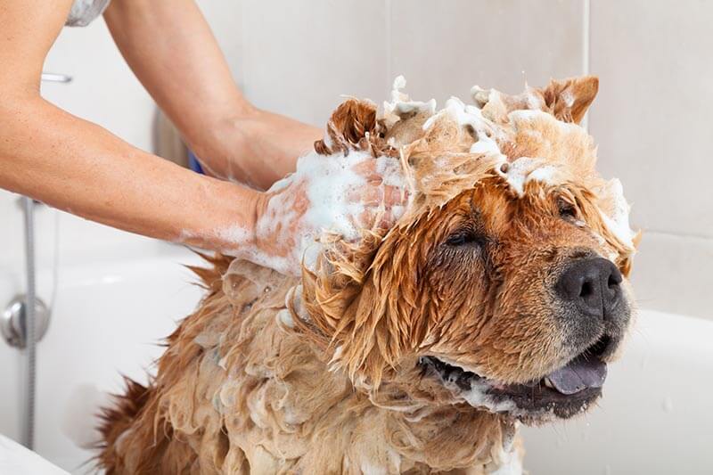 Is It Bad To Bathe Your Dog Every Week