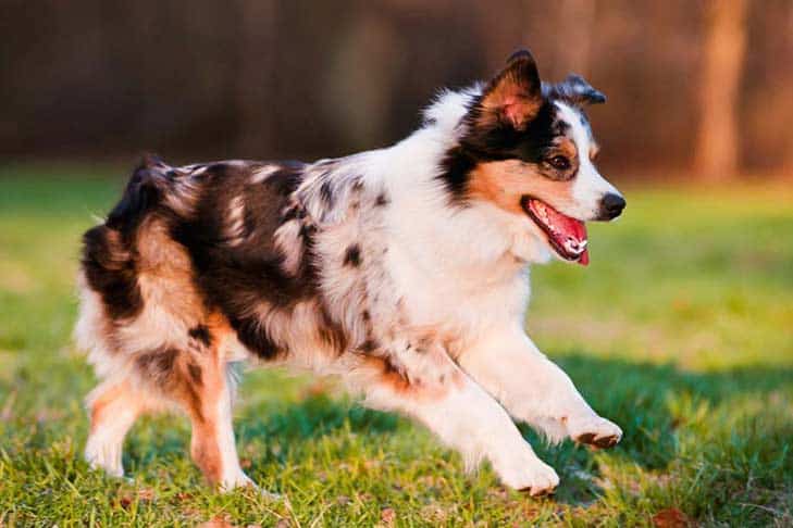 Miniature American Shepherd | Dog Breed Information [Complete Guide]