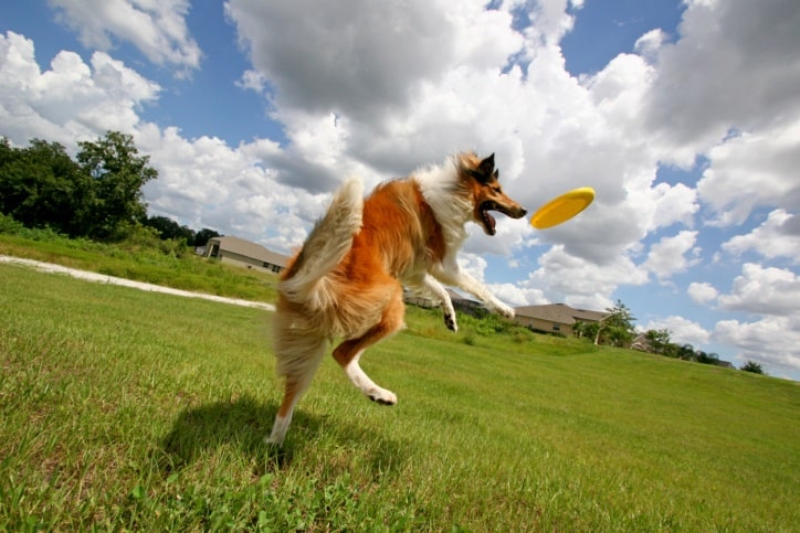 Play Frisbee With Your Dog