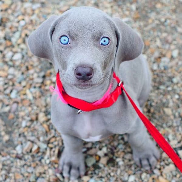 Weimaraner Dog Breed Information Complete Guide