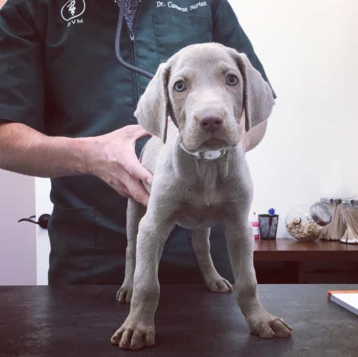 Regular veterinary checkups