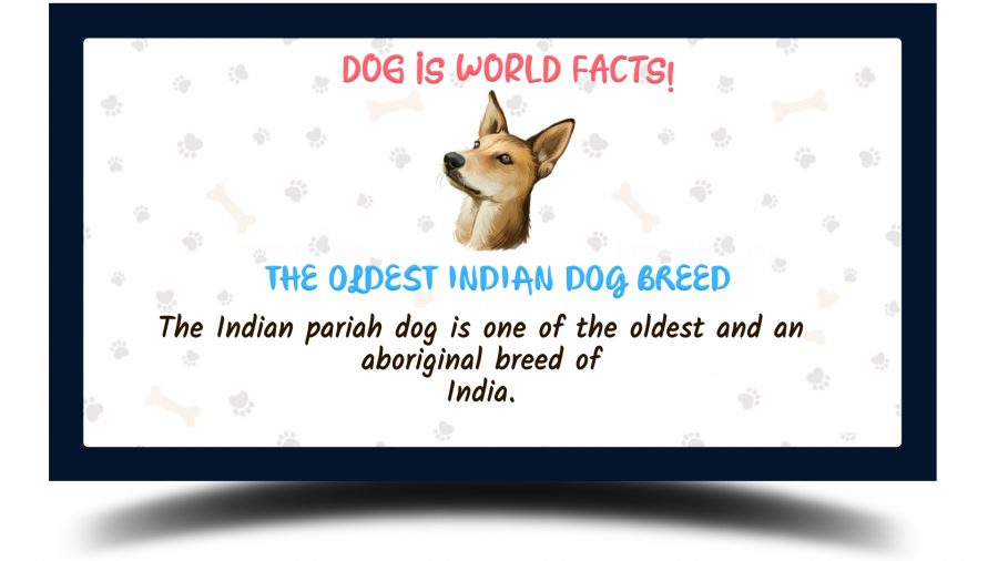Indian Pariah Dog facts