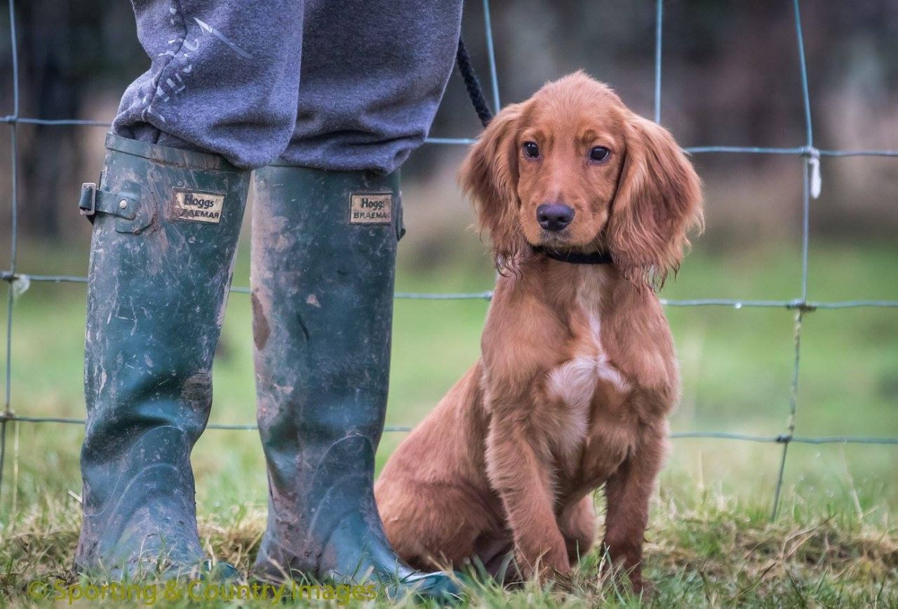 Спаниель анаграмма. Кокер-спаниель. Working Cocker Spaniel. Понт-одемерский спаниель. Английский кокер-спаниель.