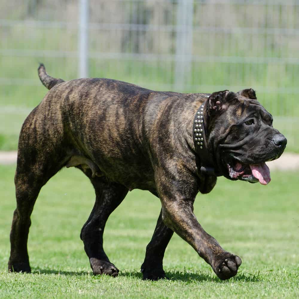 Cane Corso Dog Breed Information Guide]
