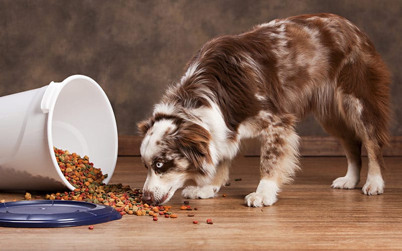 high-quality dry dog food