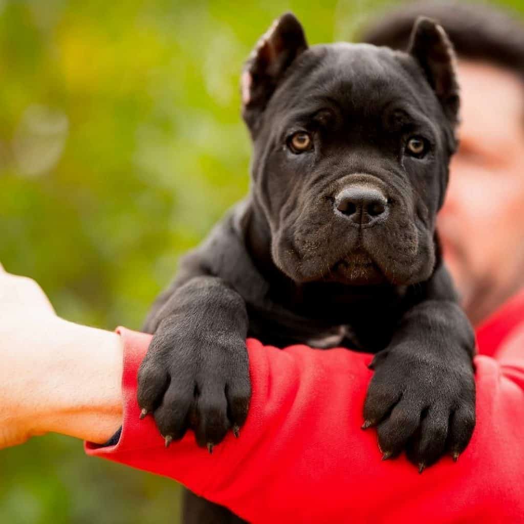 Cane Corso Dog Breed Information Guide]