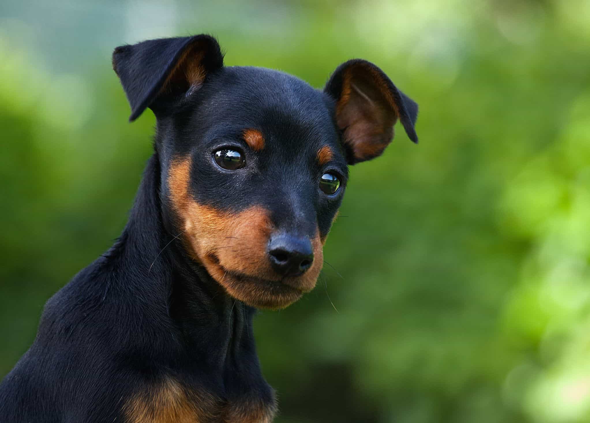 33 Best Small Dog Breeds : Pictures, Hypoallergenic, Quiet, Friendly