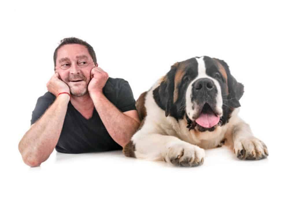 saint bernard dog with owner