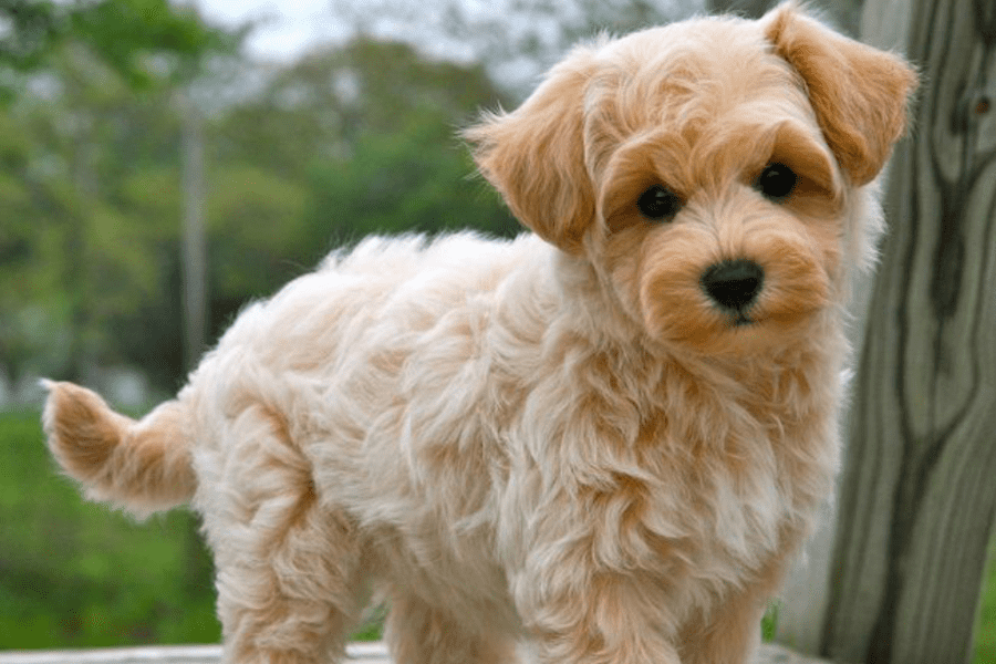 An apricot color Maltipoo dog looking at the camera.