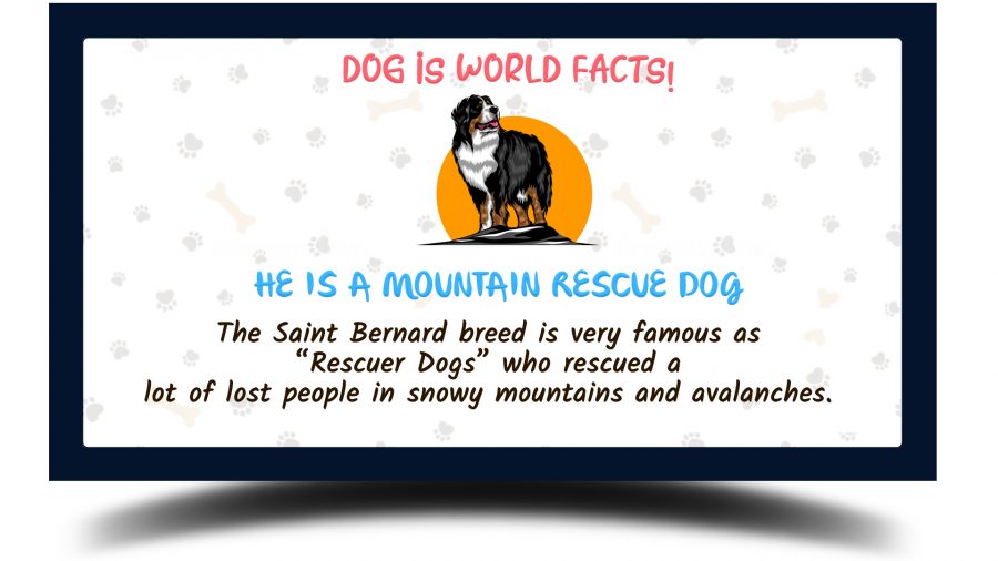 saint bernard facts