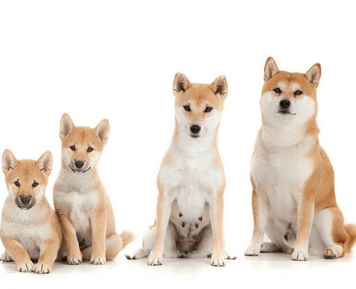 Shiba Inu Pictures Feeding Diseases Grooming Vaccination