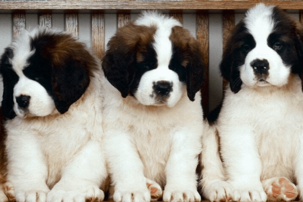 3 saint bernard puppies