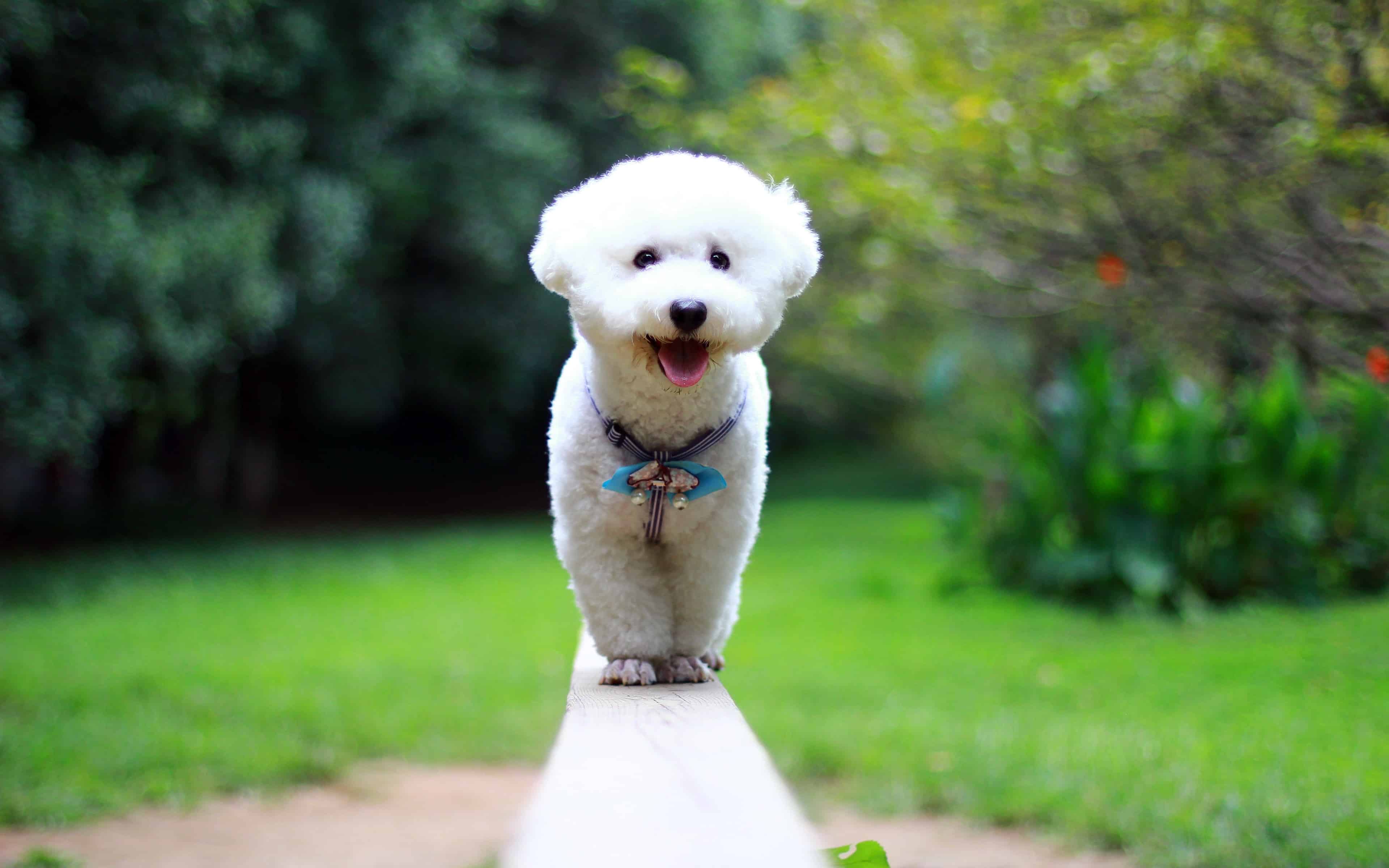 Bichon Frise Facts, Pictures, Vaccination, Diseases and