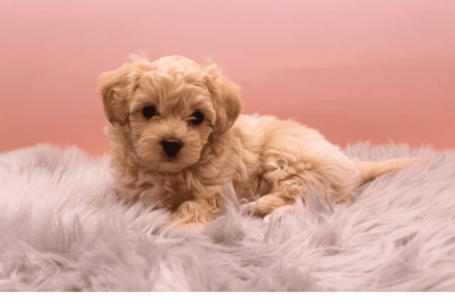 This is a cream colored Maltipoo sitting on a fur rug or blanket.
