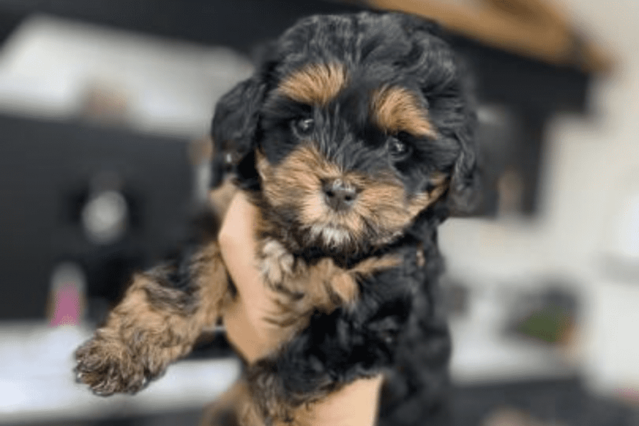 This is a mixed black Maltipoo, its being held by a human. 