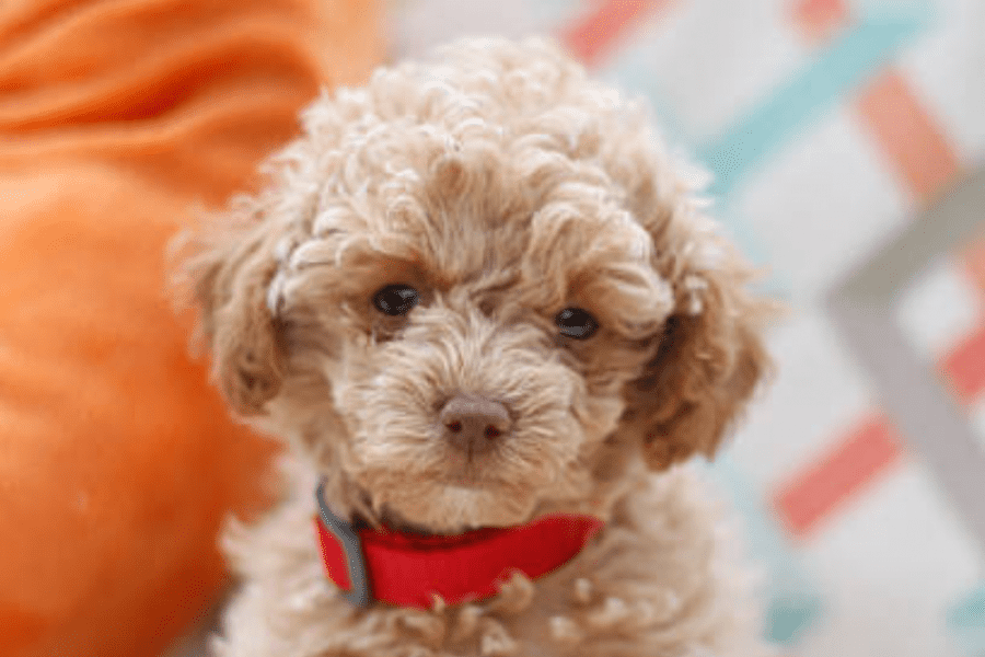 A red colored Maltipoo dog who has a red collar as well. 