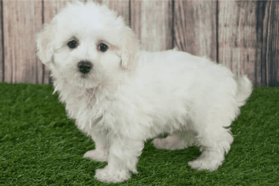A WHite colored Maltipoo dog, surrounded by grass and looking at the camera.