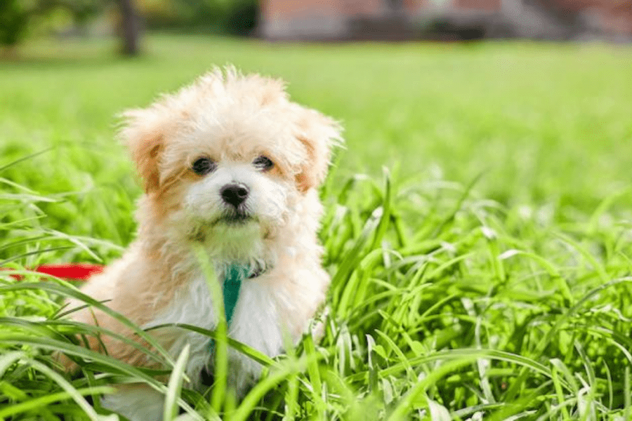 A Maltipoo dog with white with lemon colored fur, sitting in the grass. 