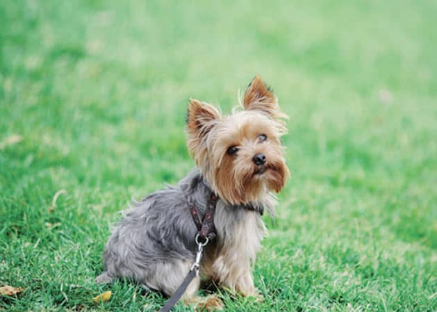 Yorkshire Terrier Small Dog Breeds
