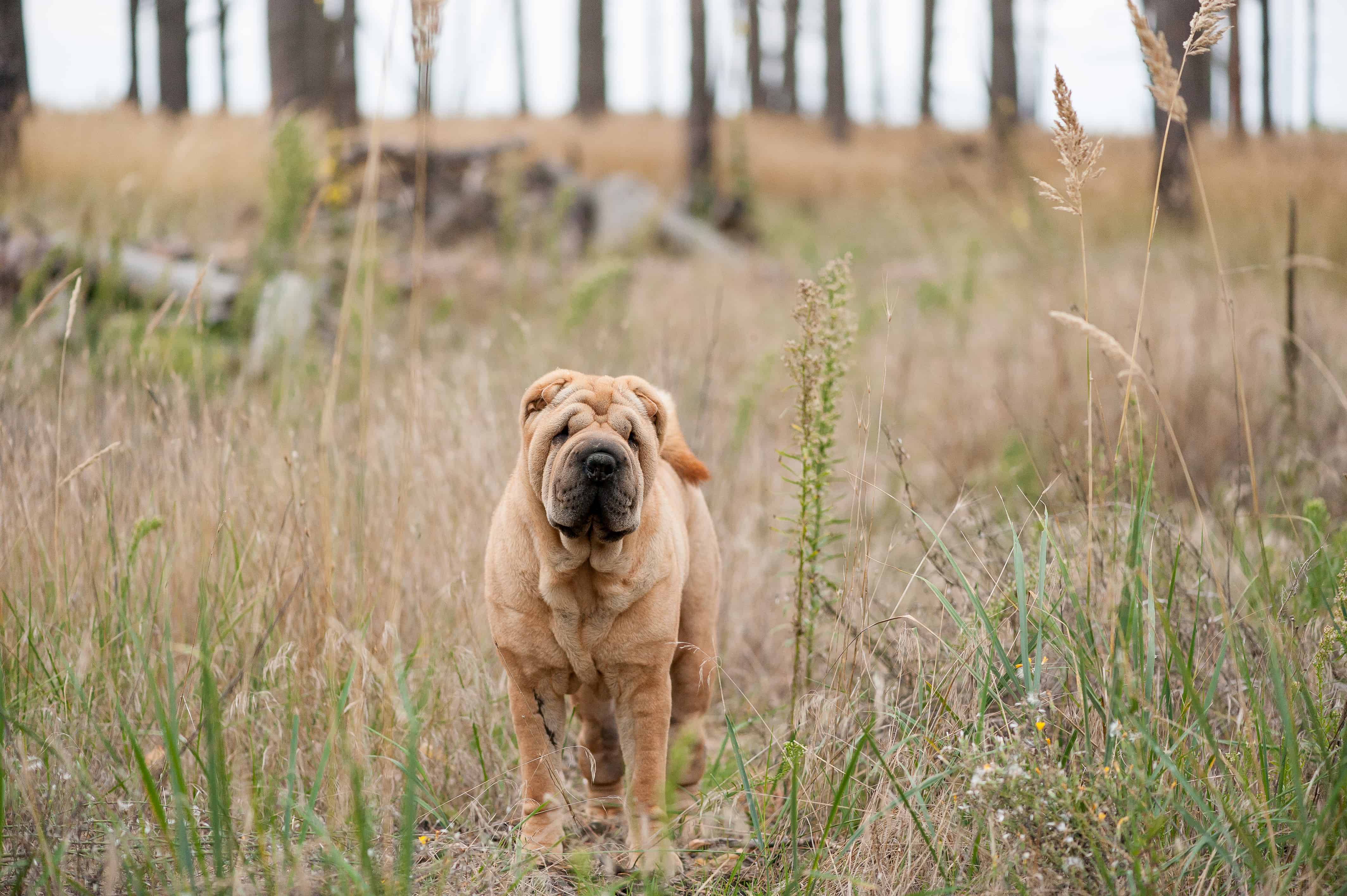 are chinese shar pei dogs easier to housebreak