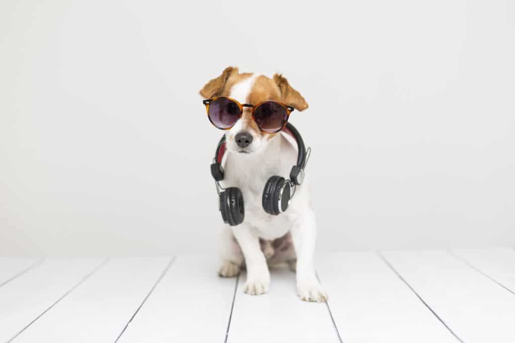 cool dog listening to music