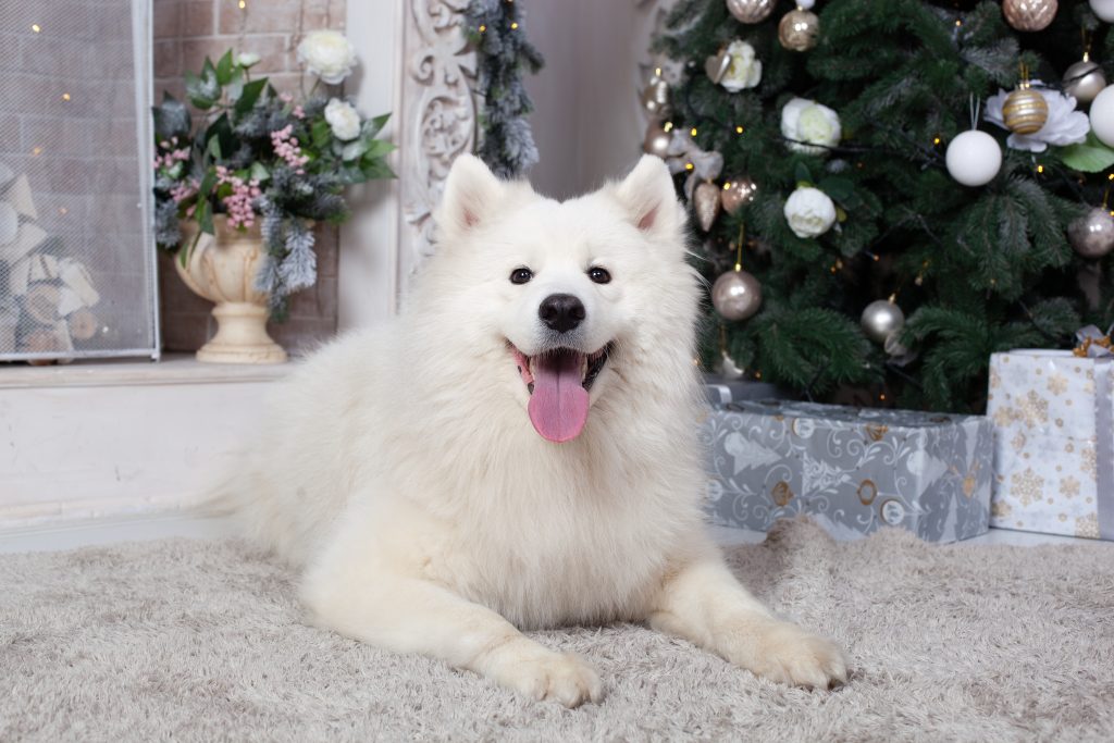 can samoyeds live in hot weather