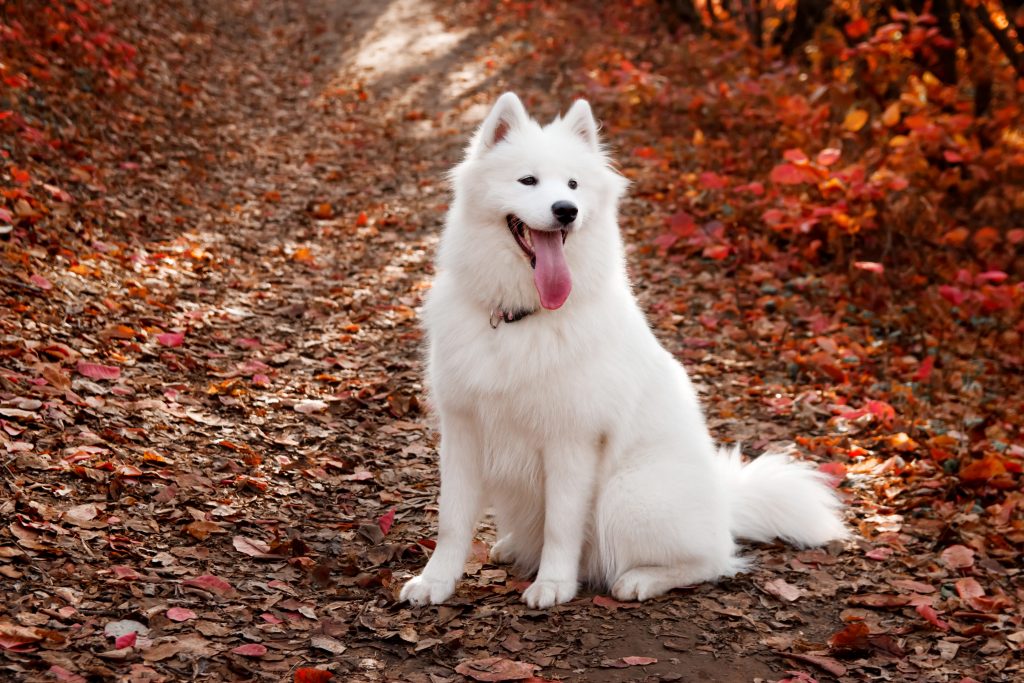 Samoyed MOST EXPENSIVE DOGS