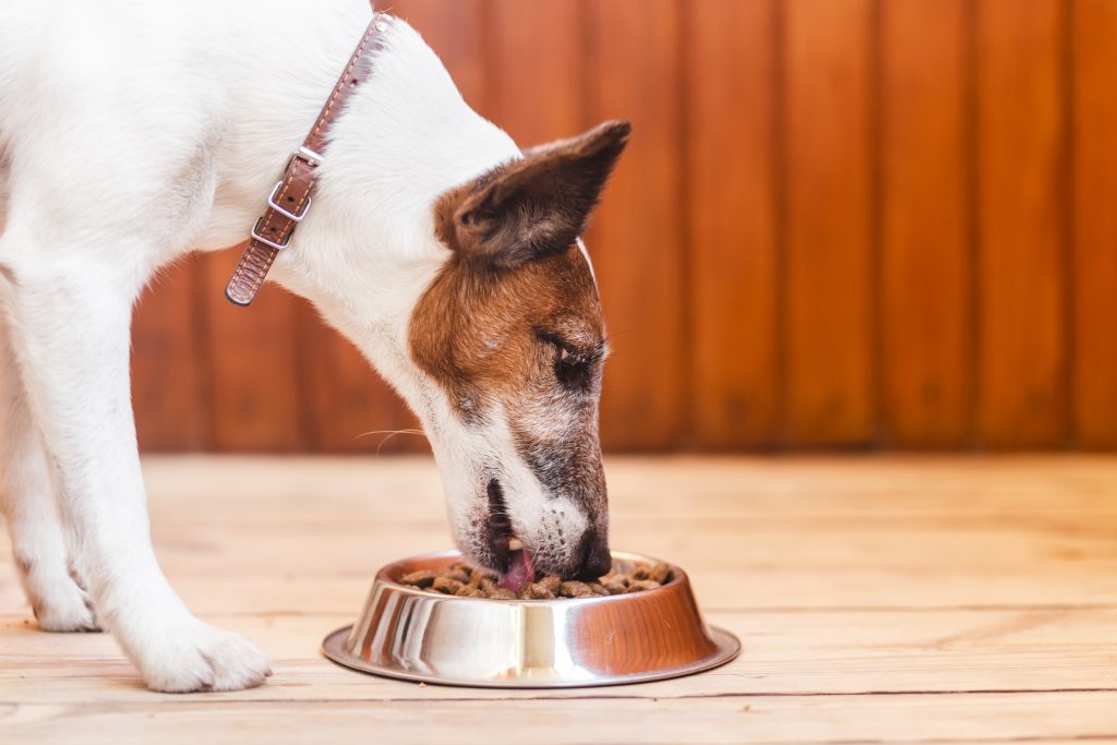 Jack Russell Terrier Feeding