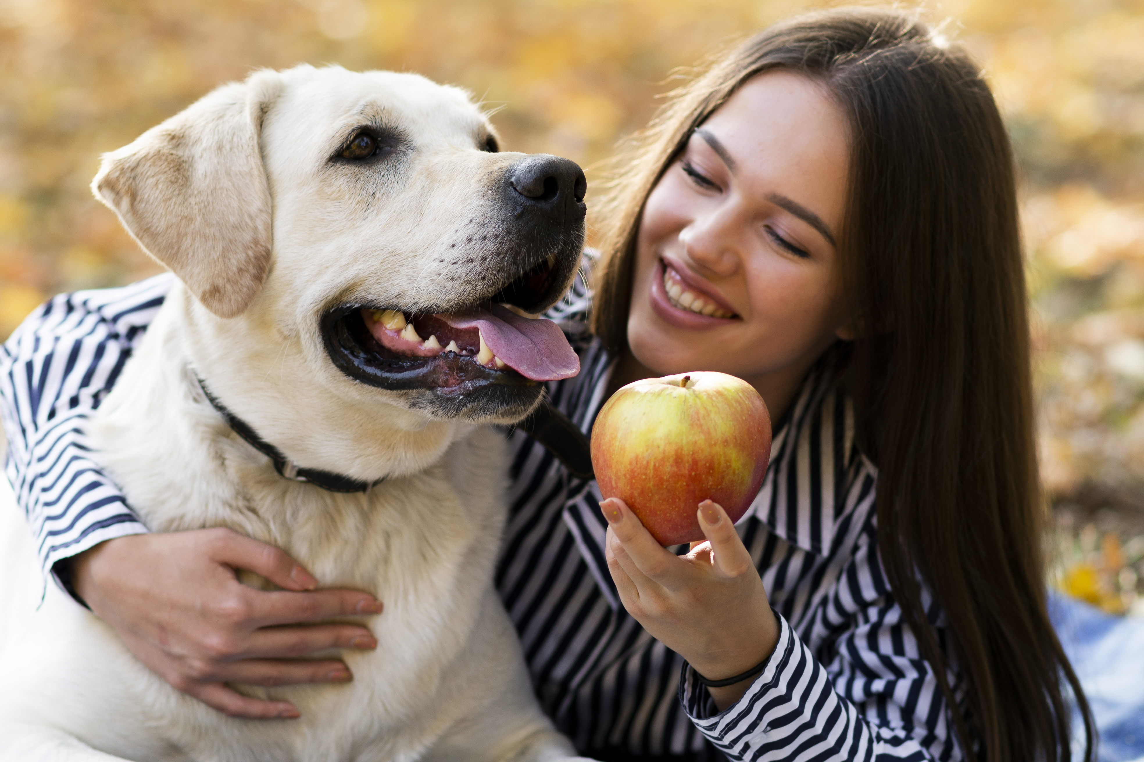 Можно собакам яблоки свежие. Собака с яблоком. Счастливый лабрадор. Здоровый питомец. Пес с яблоками смешно.