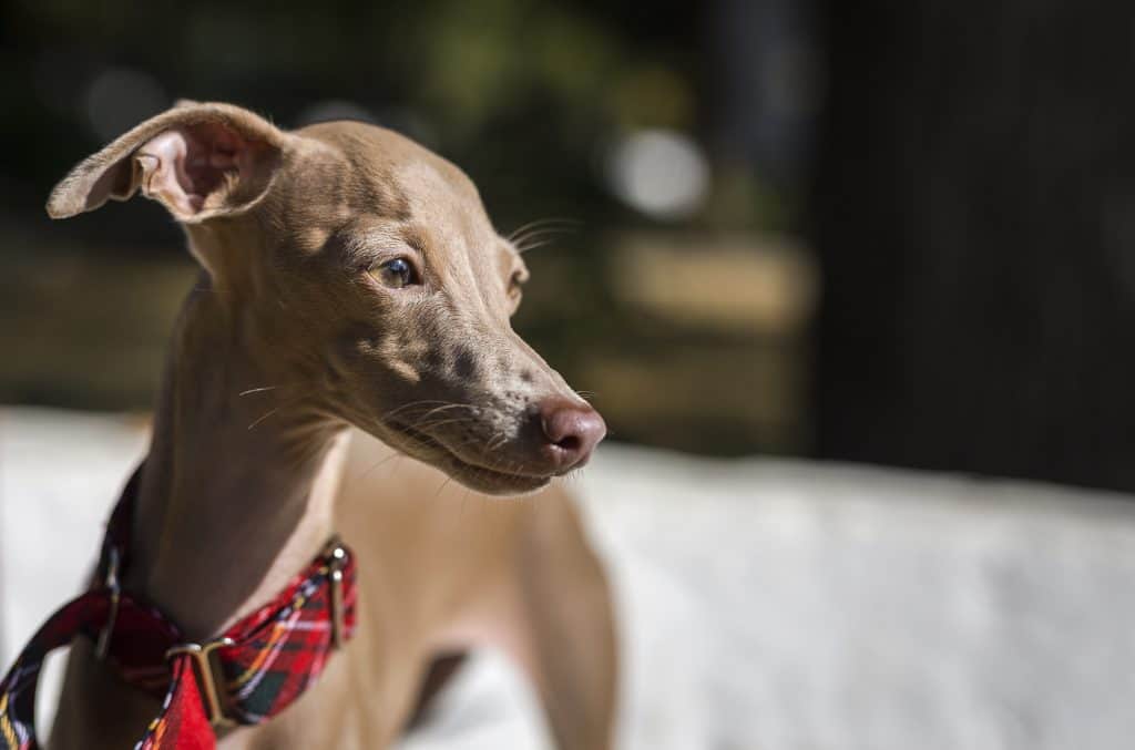 Italian Greyhound : Pictures, Feeding, Diseases, Vaccination, Grooming