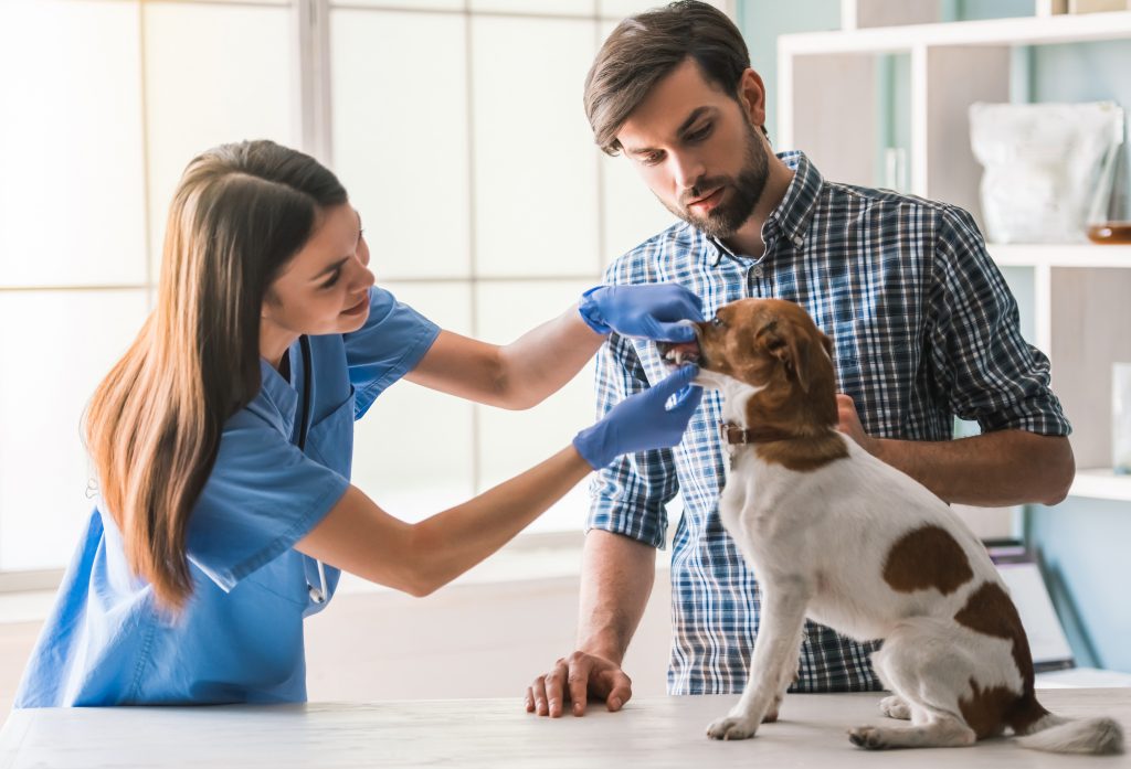 Jack Russell Terrier Vaccination and Care
