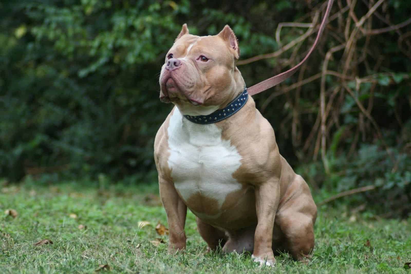 studieafgift Orator Produktion Everything About The Red Nose Pitbull