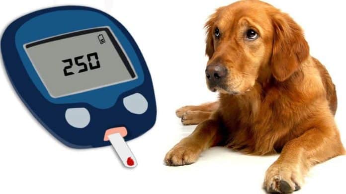 dog diabetes