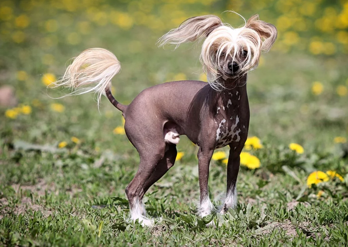 apricot chinese crested